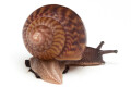 Achatina achatina achatina Ghana typ 1e juvenil